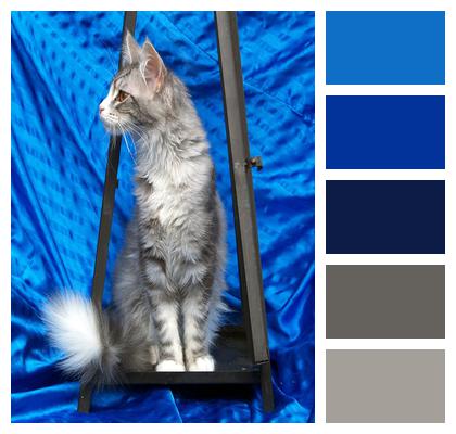 Gray Maine Coon Cat Cat Image